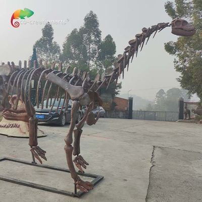 CE  Dinosaur Skeleton Replica Shunosaurus Skeleton weather reistance