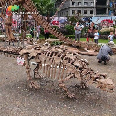 Park Decoration Dinosaur Skeleton Replica  Life Size  Sunproof