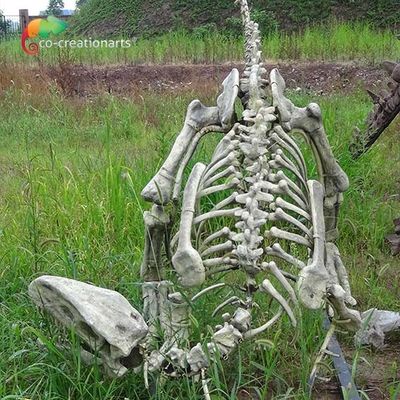 Fiberglass Real Size Gasosaurus Dinosaurs Skeleton Replicas for Museum Display