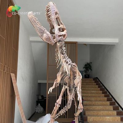 Waterproof Fiberglass Dinosaur Skeleton Replicas For Museum Exhibition