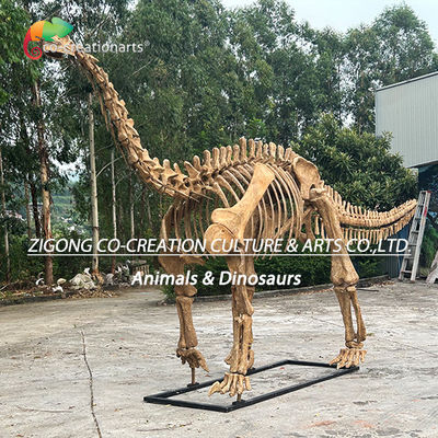 Authentic Personalized Dinosaur Skeleton Model For Outdoor Decoration Shunosaurus Skeleton Replicas