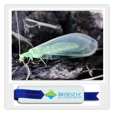 Multi-colored Robotized Insects for Unbeatable Amusement Park Entertainment