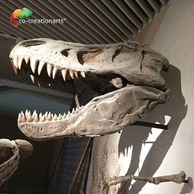 Good price CE Realistic Artistic Dinosaur Skeleton Replica T Rex Skeleton Head High simulation online